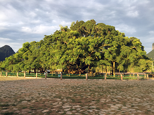 Yangshuo Banyan Tree